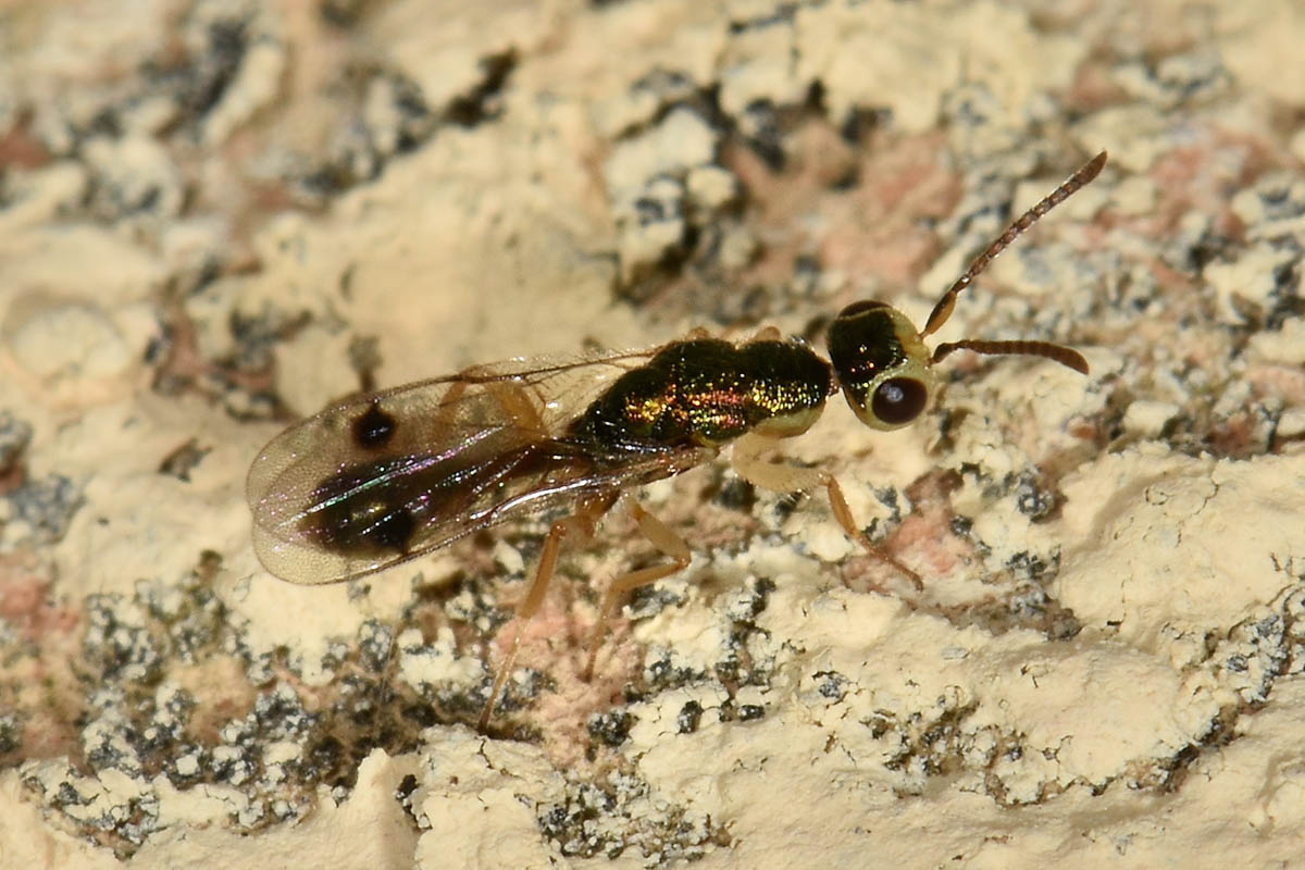 Hymenoptera?